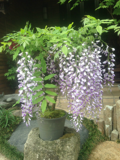 作品集・葉月園